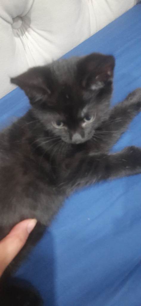 BEAUTIFUL BOY KITTEN LOOKING FOR A HOME