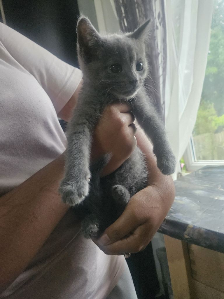 10 week old 2 females