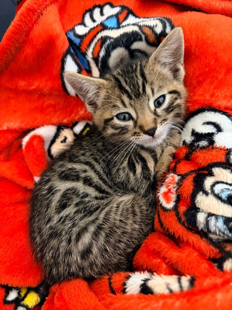 Bengal kitten 