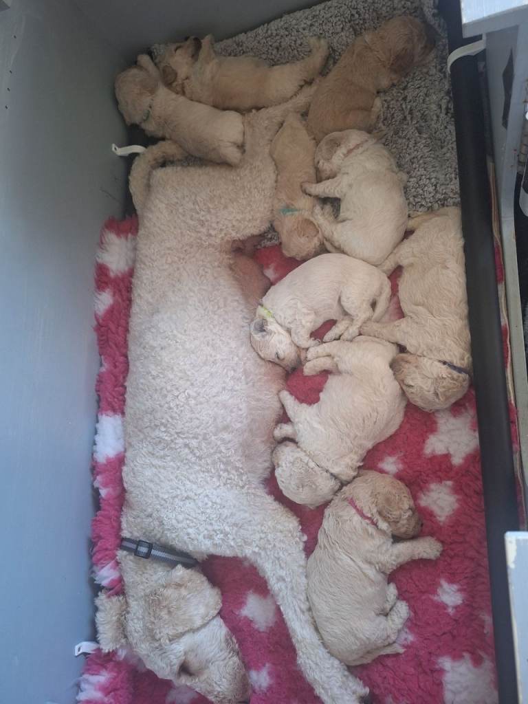 Poochon puppies 3 weeks old