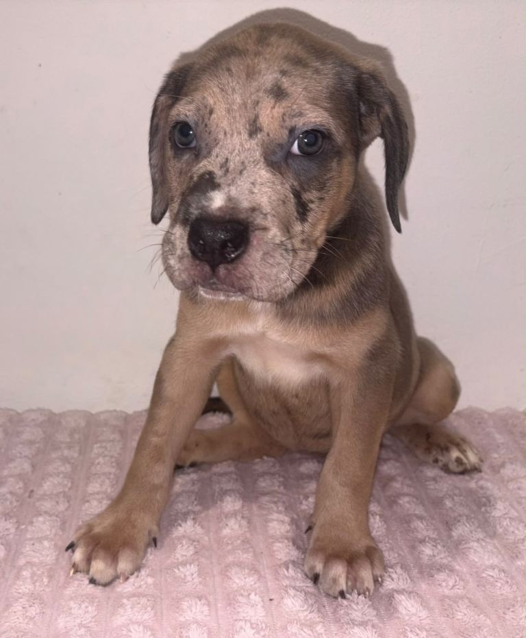 Mixed breed puppies