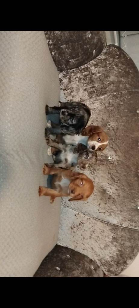 Cocker spaniel puppies 