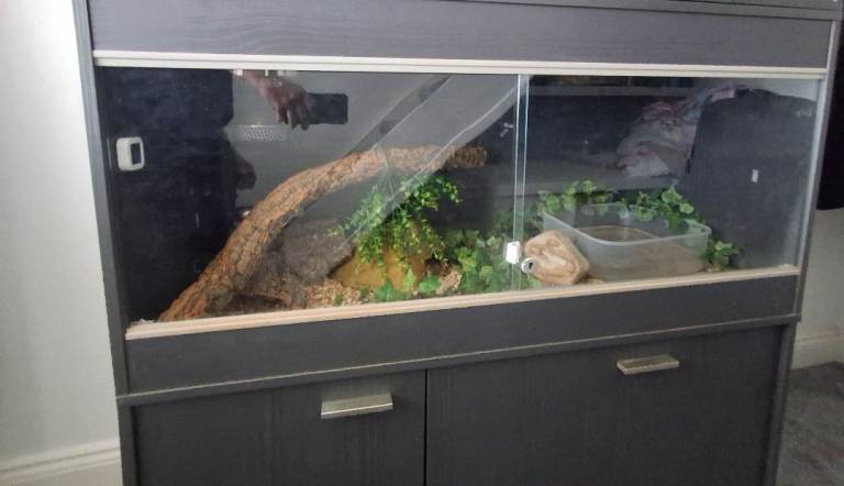 Royal python with full set up