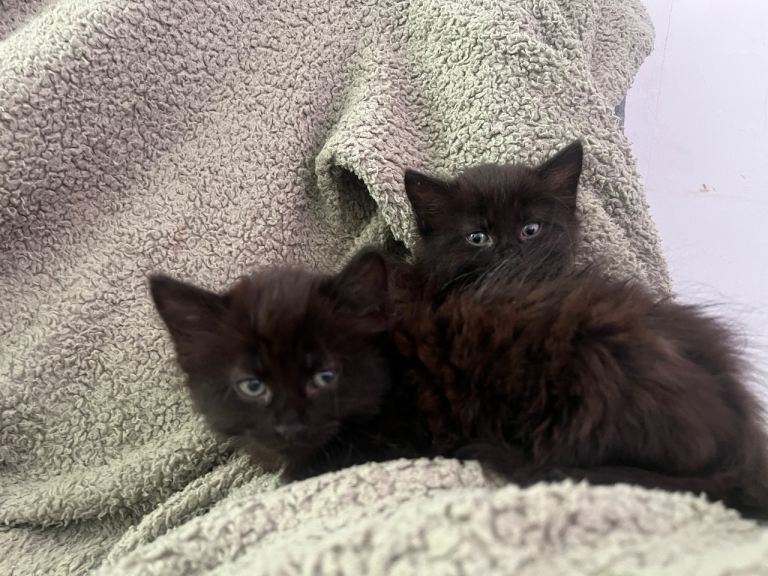 beautiful kitten litter 