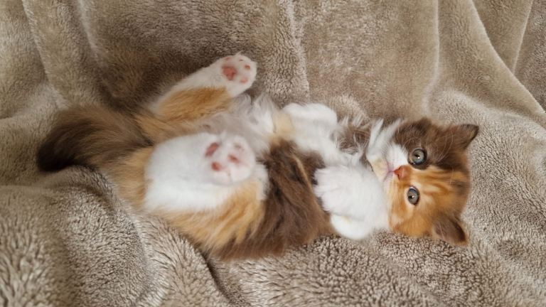 Pedigree British longhair kittens TICA registred