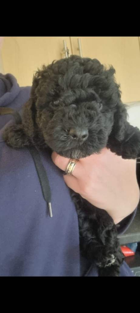 Full pedigree miniature poodles. 2 girls left