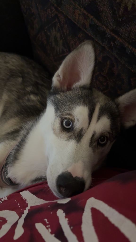 Female Husky Puppy