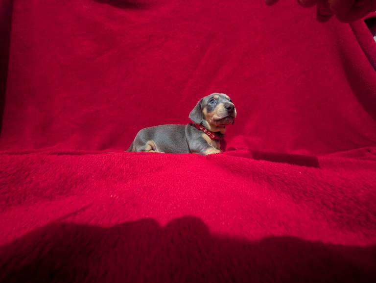 Miniature dashunds blue tan