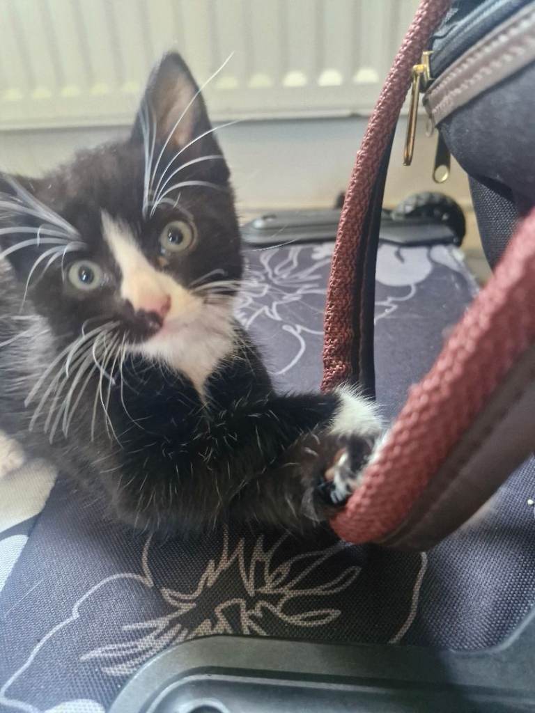 Kittens for sale