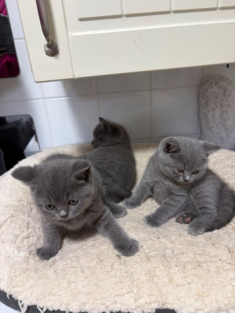 Rehomeing