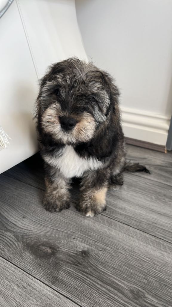Cocker poo boy for sale 