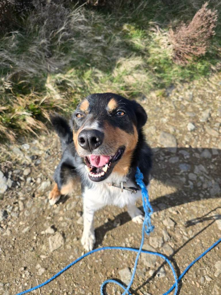 5 Year Old Neutered Male Border Collie