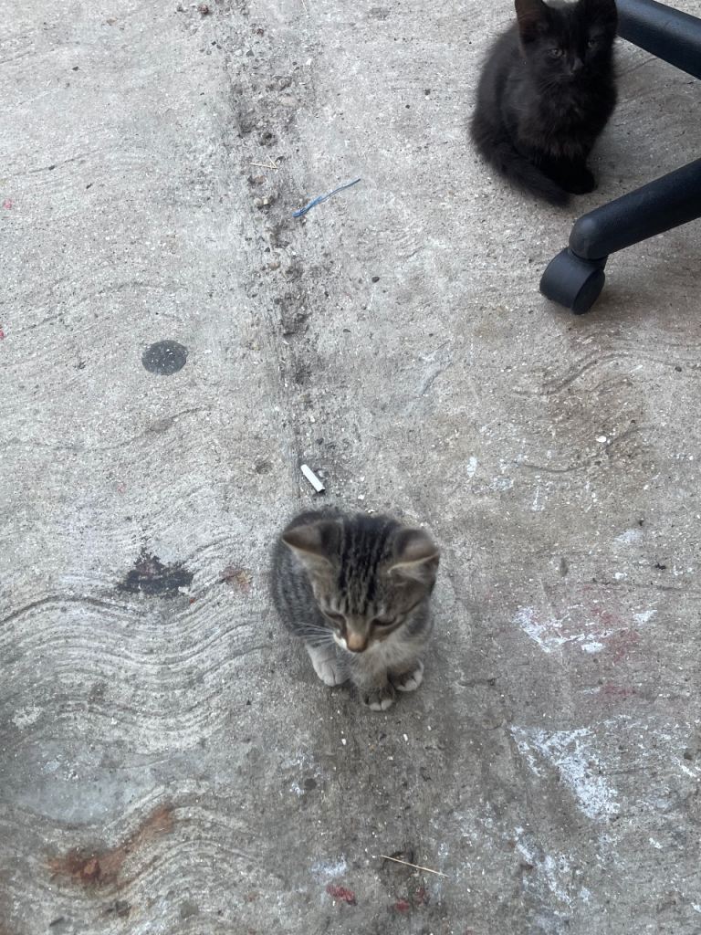Adorable  kittens 