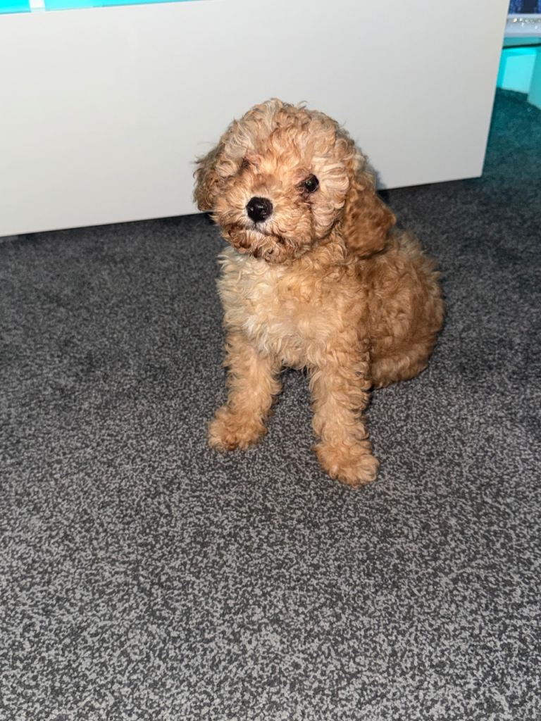 F1 b Cavapoos 