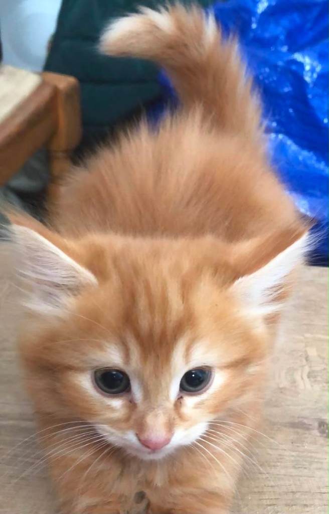 Ginger 