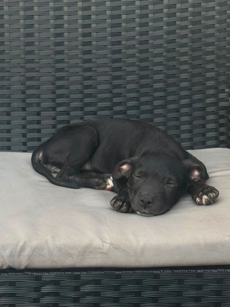  PUPPYS FOR SALE! Staff mix pressa Canario 