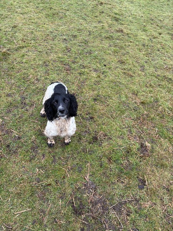 18 month old spaniel 