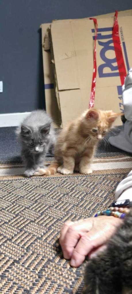 Maine coon kittens