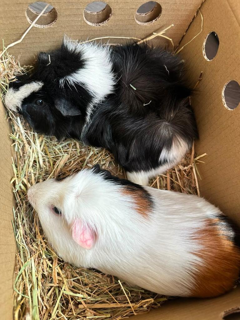 Two cute guinea pigs