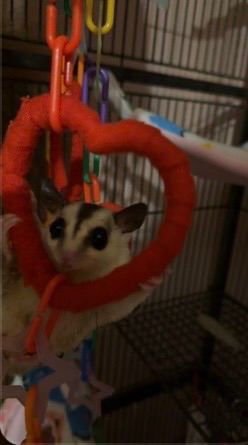 Bonded sugar gliders