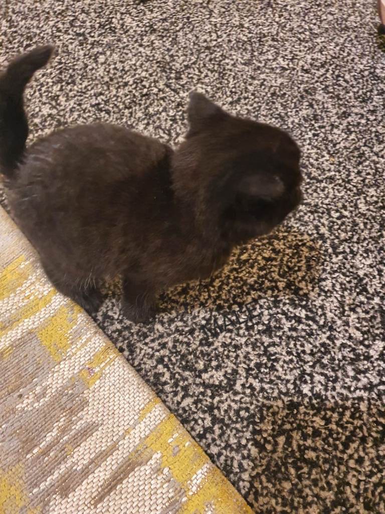 BEAUTIFUL LITTLE KITTENS READY FOR REHOMING 