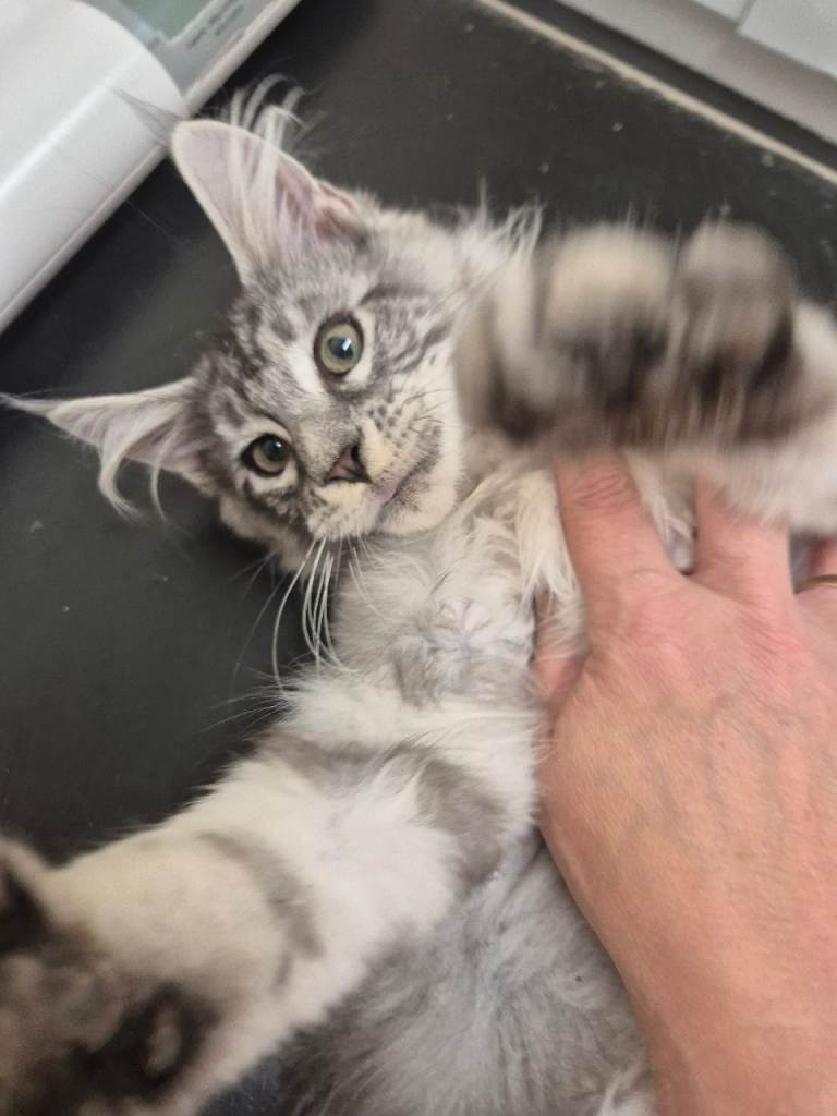 Gorgeous Maine coon kittens Tica registered 