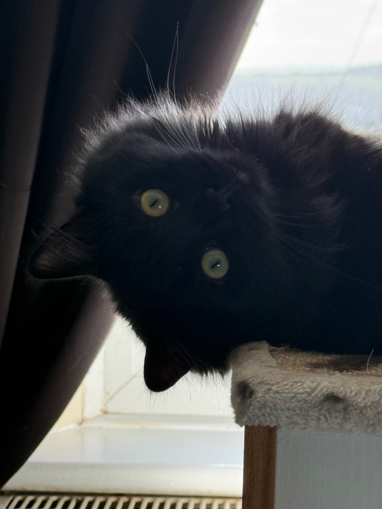 Beautiful long haired male cat 