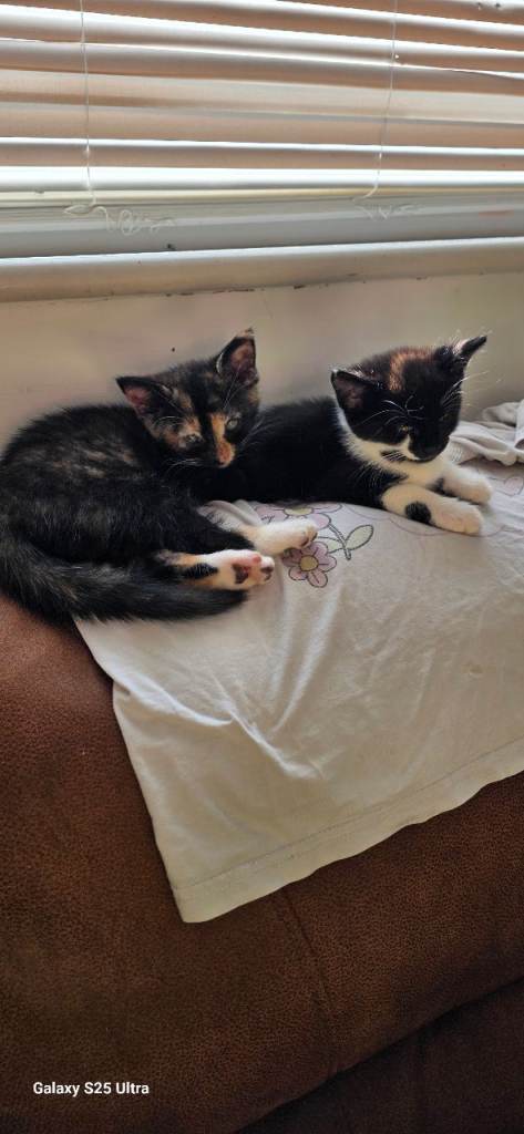 Lovely Kittens Ready for New Homes