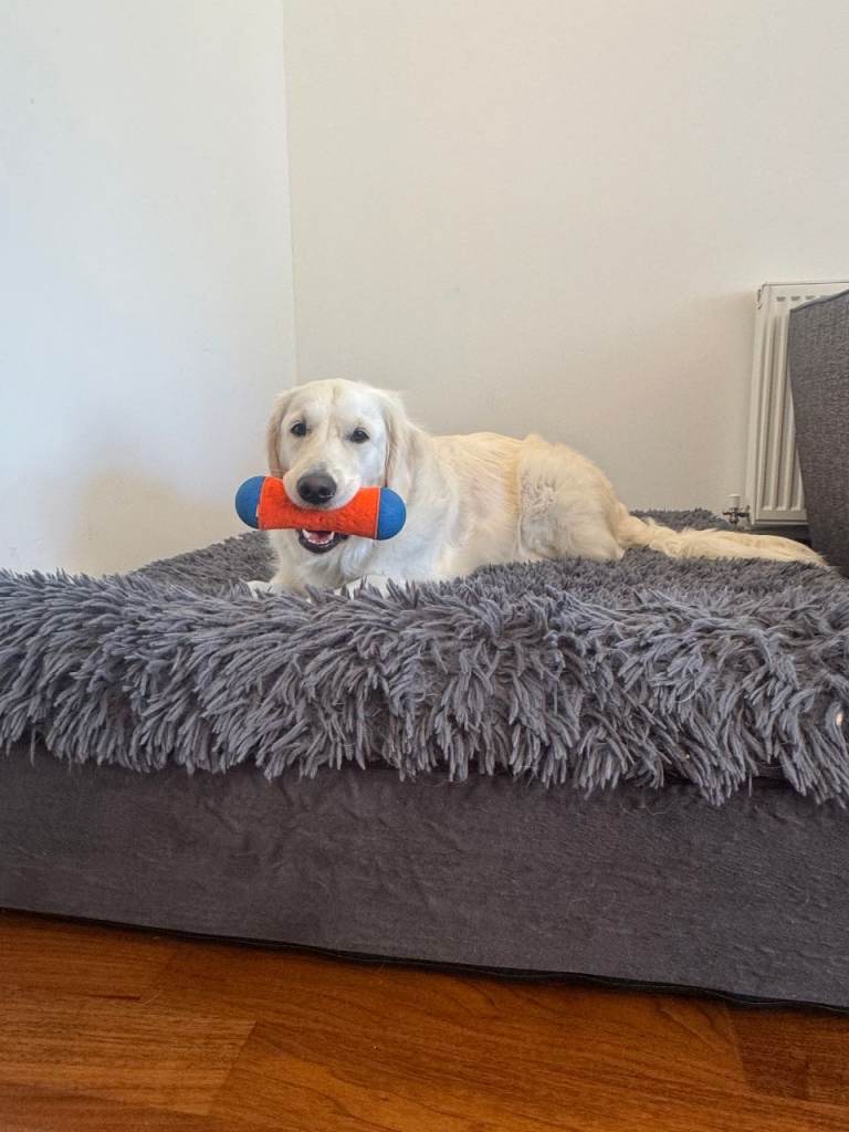 Orthopaedic Memory Foam Dog's Bed