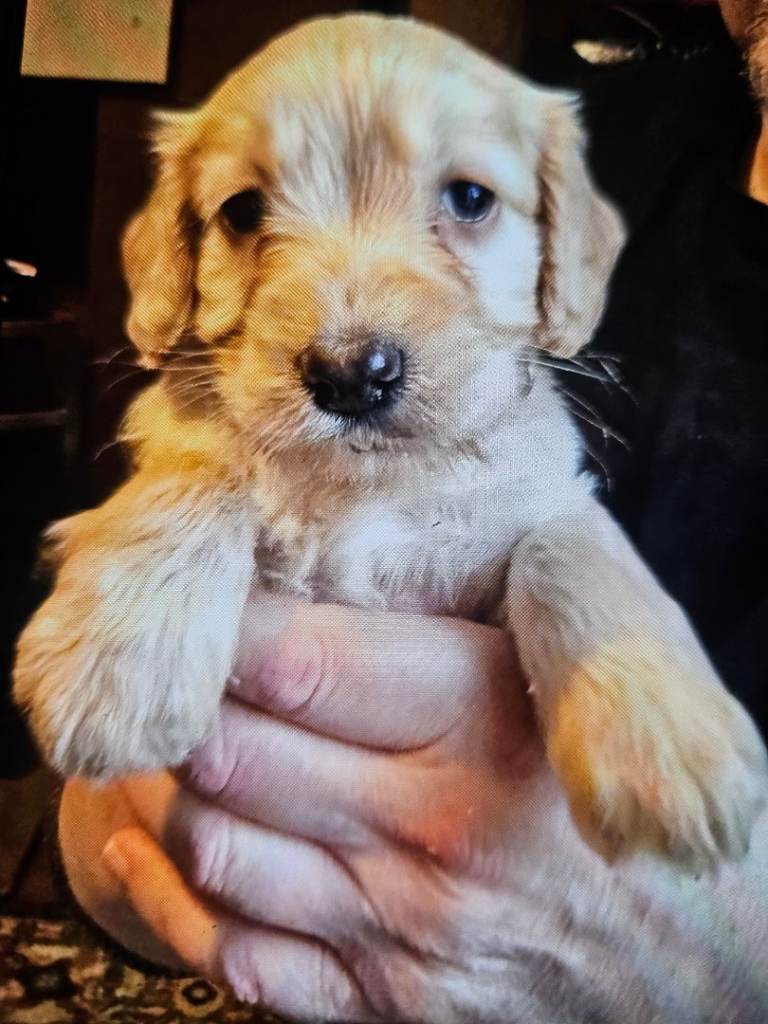 Cockapoo puppy