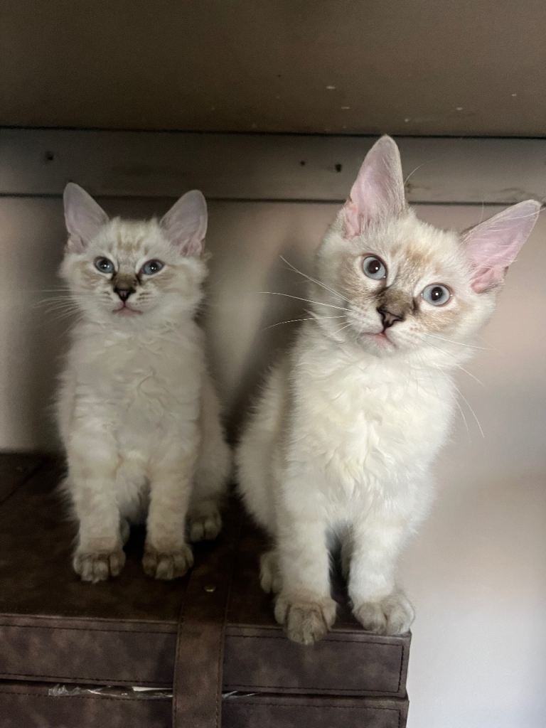 Last two ragdoll boys left 