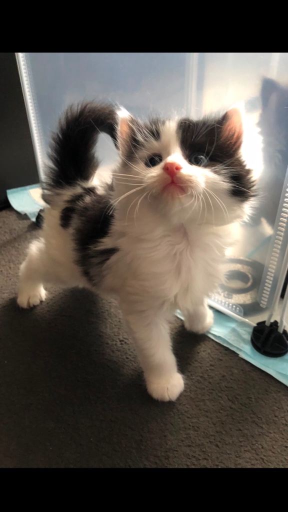 1 mixed Maine coon kittens for sale 