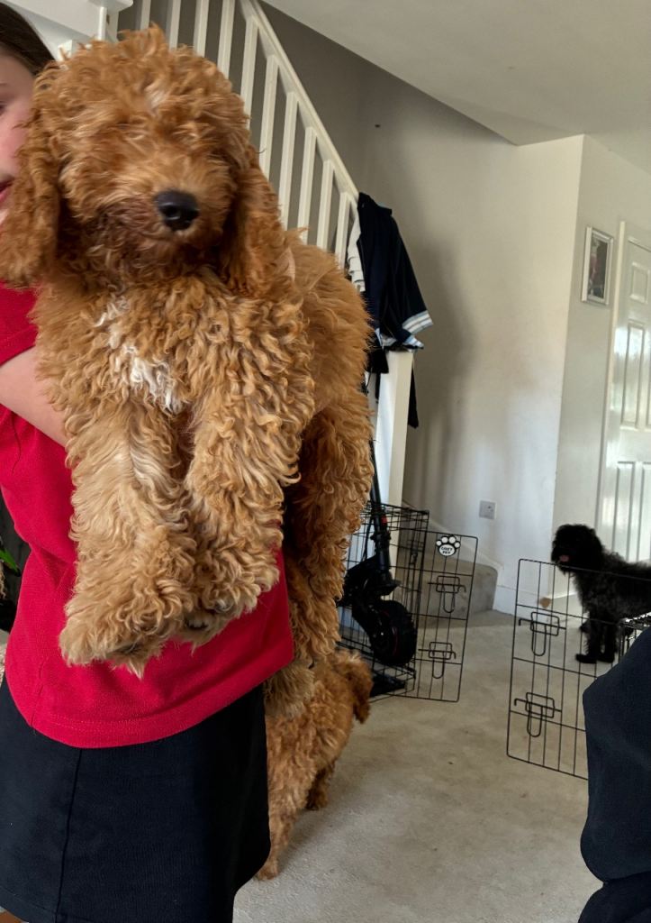 Cavapoo 