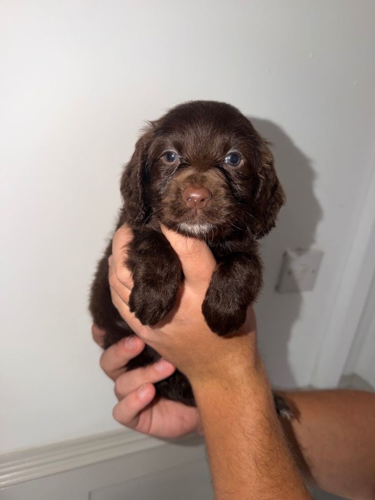 Last Boy £1000 girls £1300 Beautiful litter of Cockerspaniel puppies 