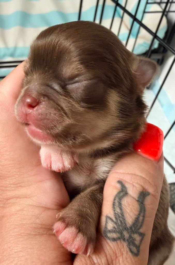 Long coat chihuahua puppies 