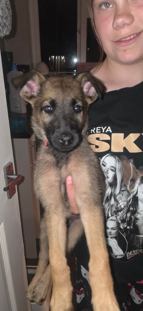 German shepherd X Belgium malinois 