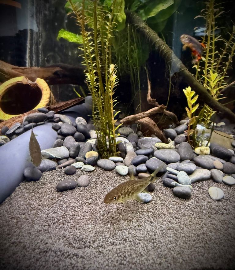 Midnight Pebbles 8–16mm Aquarium Hardscape Fish Safe 1kg