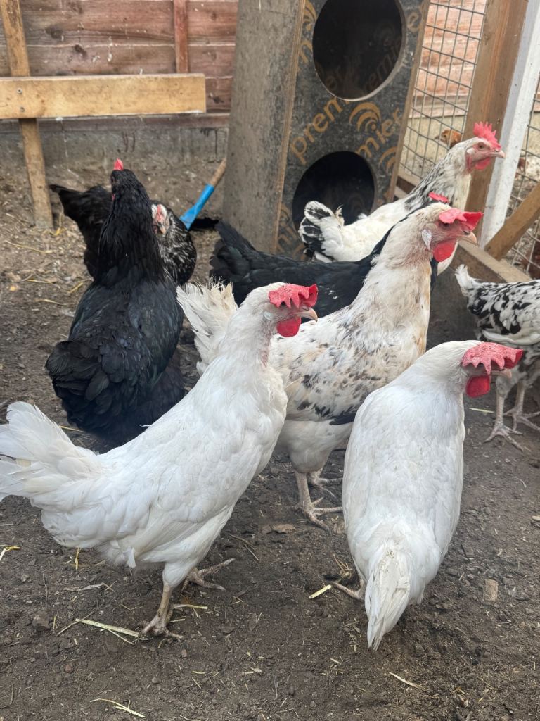 Chickens
