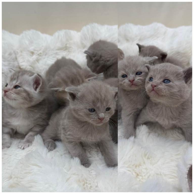 Beautiful British kittens for sale 🐾♥️