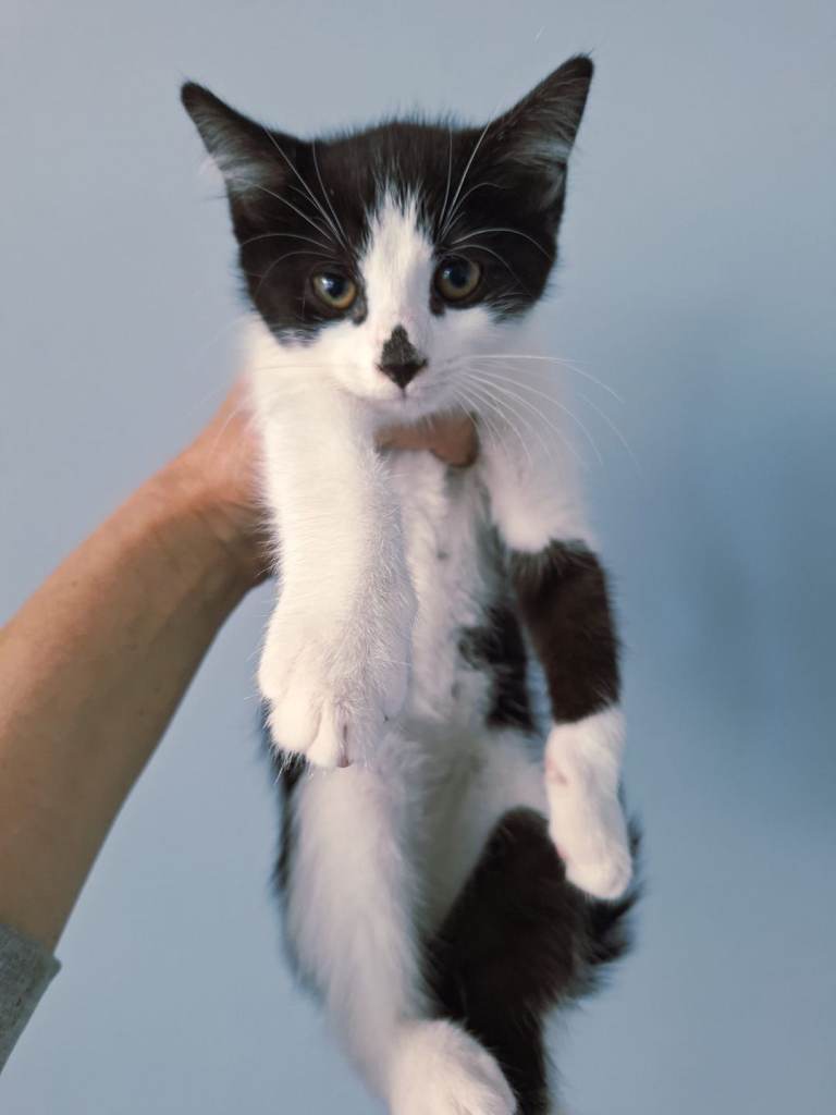 Kittens