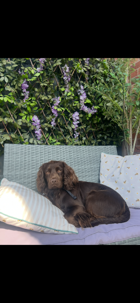 Cocker Spaniel looking for new home 