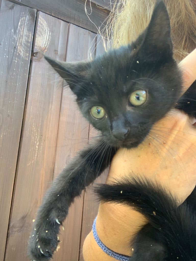 Two male 12week old kittens