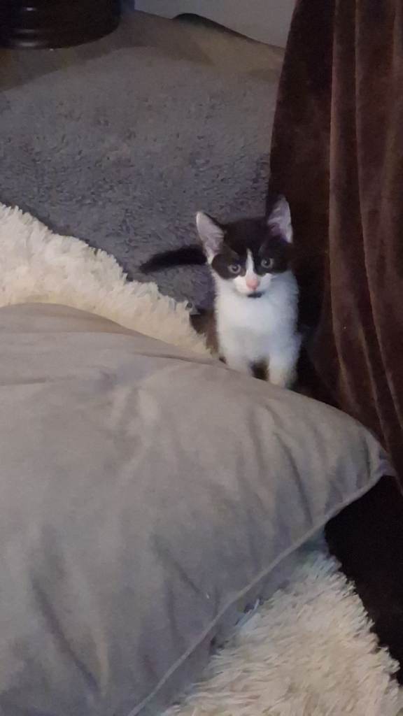 Lovely kittens  2 sold 1 left 