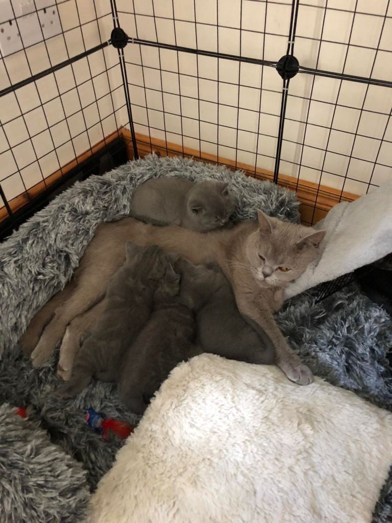British shorthair kittens 