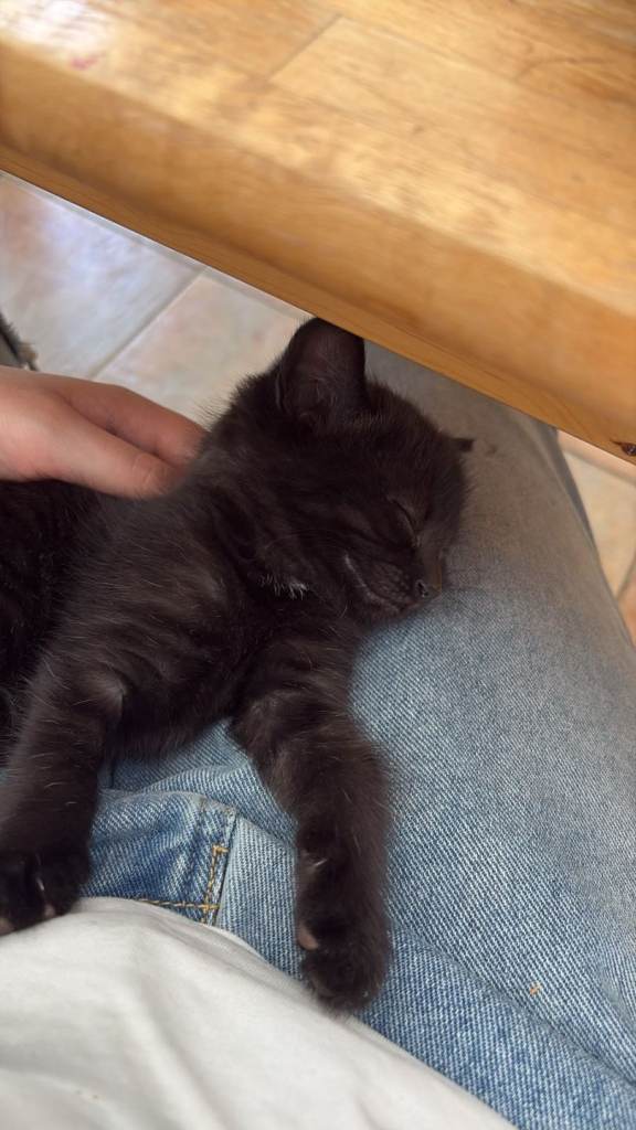 Little girl kitten