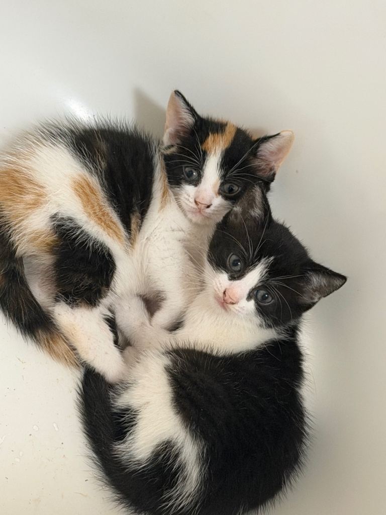 Kittens