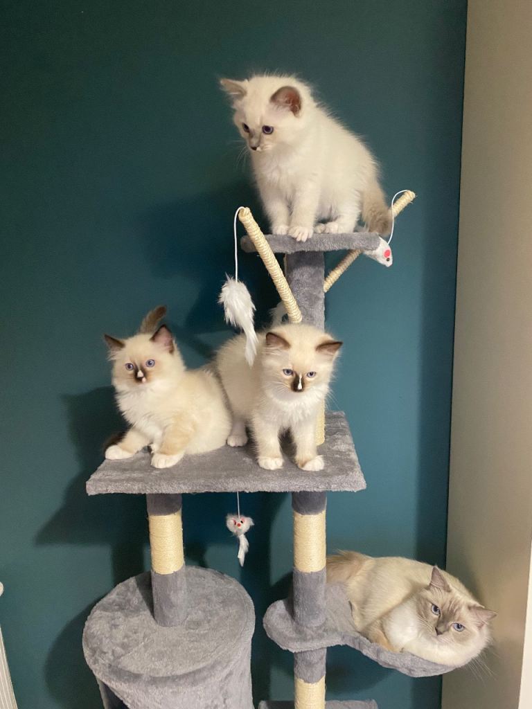 Champion Bloodline Ragdoll  GCCF Pedigree Kittens for sale 