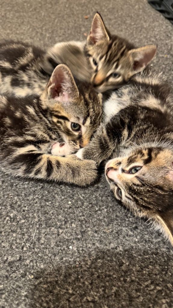 Kittens