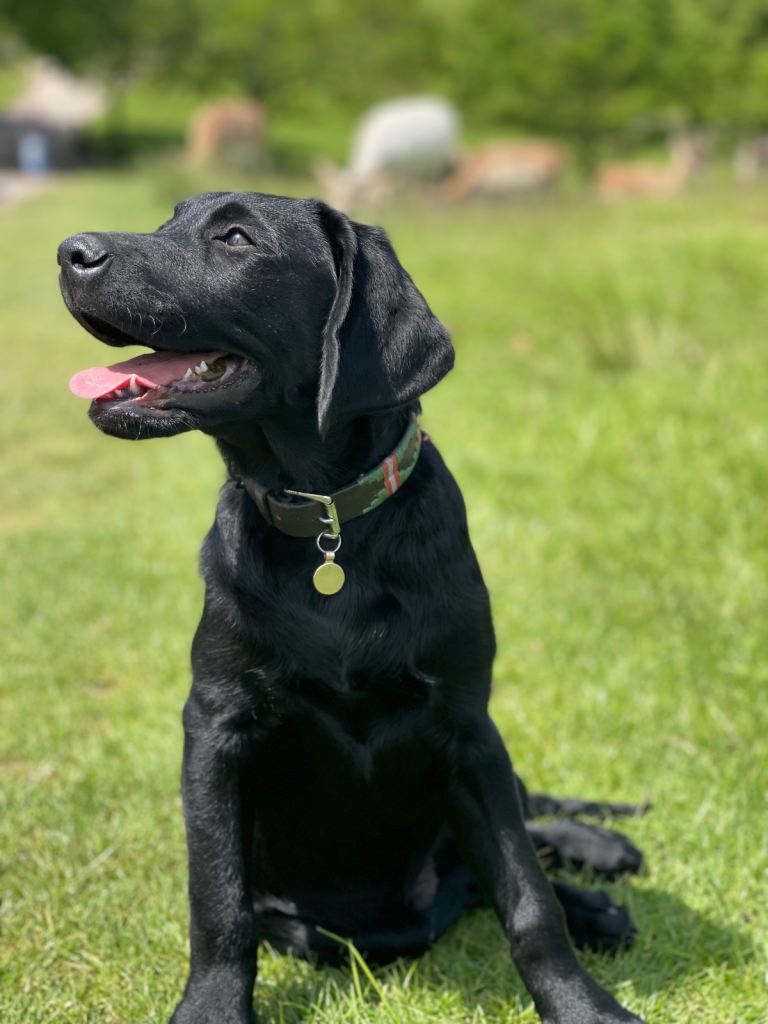 Adorable Black Labrador Retriever for Sale 🐾