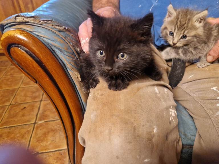 3 kittens for sale 